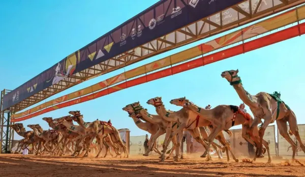 ميدان الهجن في نجران يطلق المرحلة الأولى من سباق الميادين