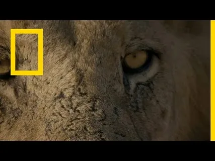 أحدث تردد قناة ناشيونال جيوغرافيك أبوظبي 2026 يفتح أمامكم أبواب المغامرات والاكتشافات الرائعة