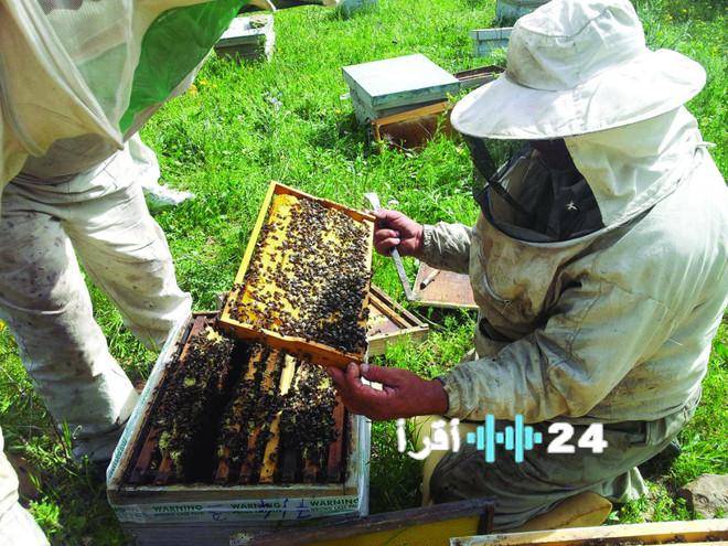 ريف يعزز قطاع النحالة السعودي بتوزيع 1800 طرد معدات متطورة