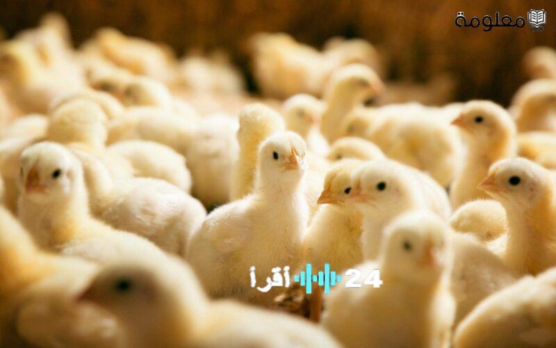 وزن الكتكوت في عمر الأسبوع ودلالاته على نموه الصحي