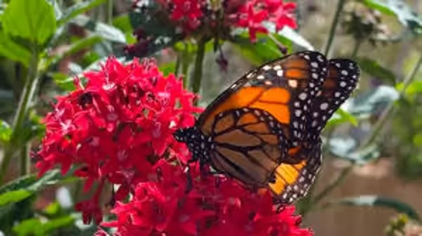 «تهديد خفي»: العلماء يكشفون النقاب عن المخاطر الجسيمة لاختفاء الحشرات وتداعياتها المدمرة على صحة الإنسان