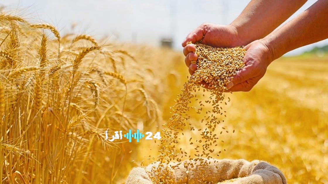 ارتفاع أسعار القمح عالميًا في ظل تهديدات الطقس واضطرابات سلسلة التوريد