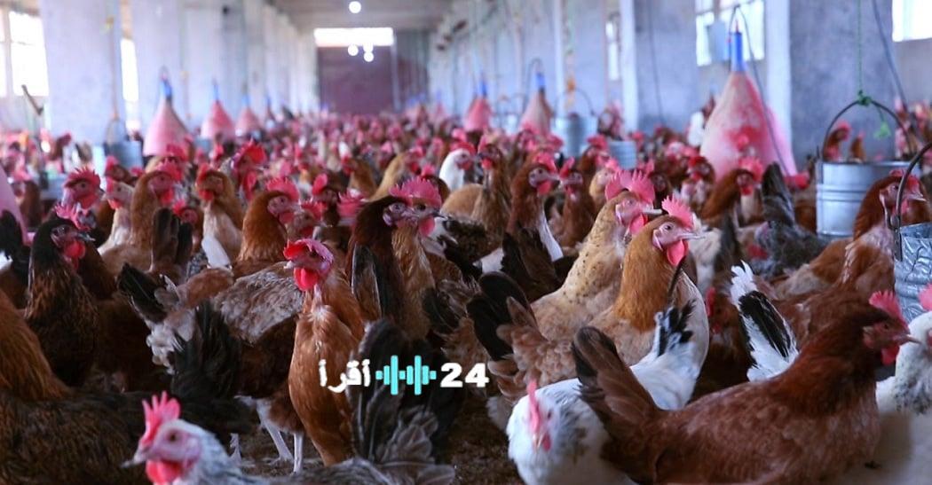 «تحليل اقتصادي شامل» تحديد قيمة الدواجن بسوق الجملة المركزي الإثنين 16 فبراير 2026