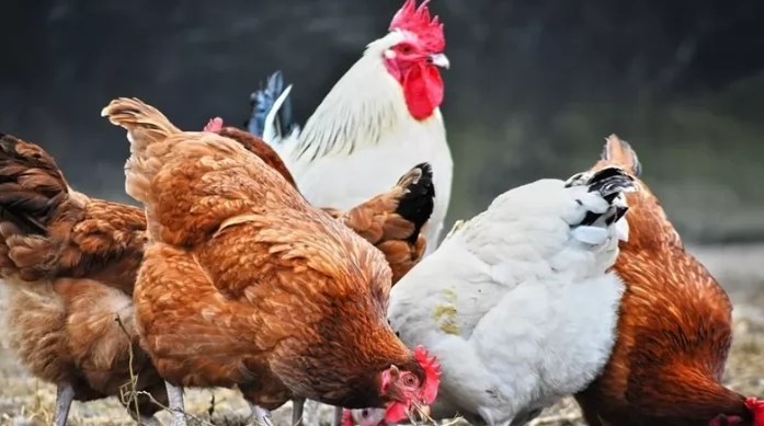 «أسعار الدواجن تتأرجح اليوم الأربعاء 11 فبراير 2026»