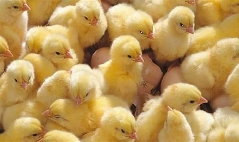 «أسعار الكتاكيت تتأرجح في السوق المصري اليوم، الأربعاء 11 فبراير 2026»