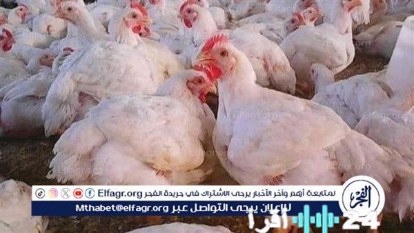 «أسعار الدواجن تتصدر المشهد اليوم في المنيا» أسعار الدواجن الأربعاء 18 فبراير 2026