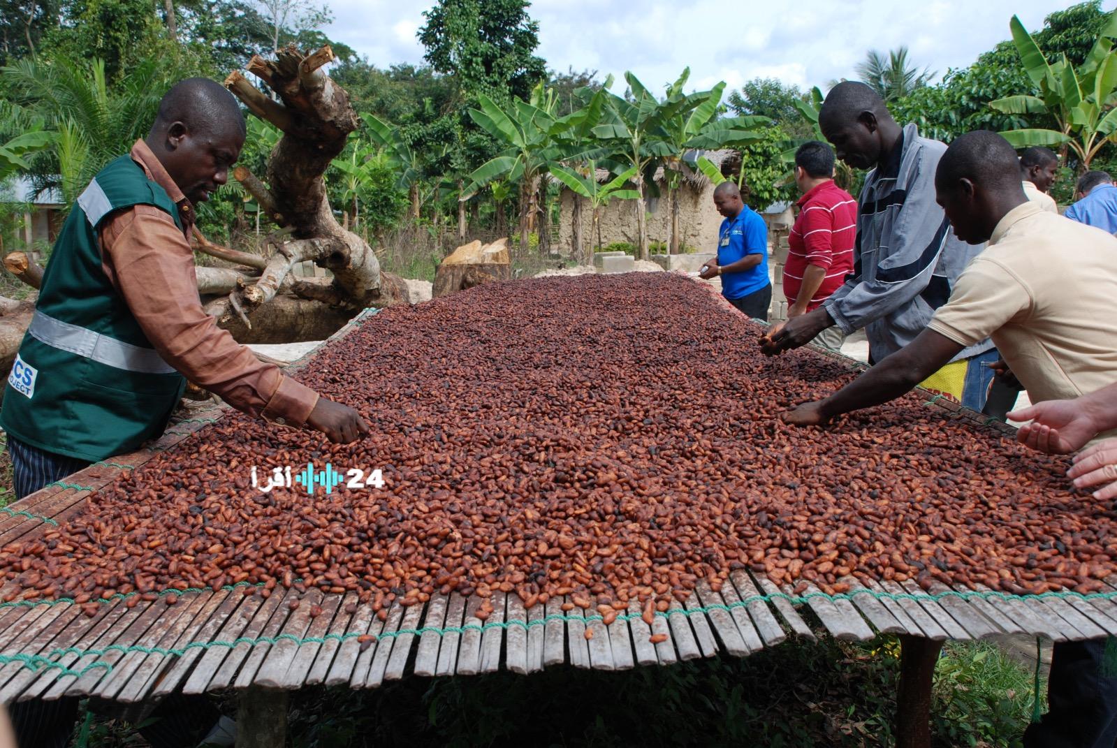 «تراجع أسعار الكاكاو يسبب أزمة اقتصادية في غانا»