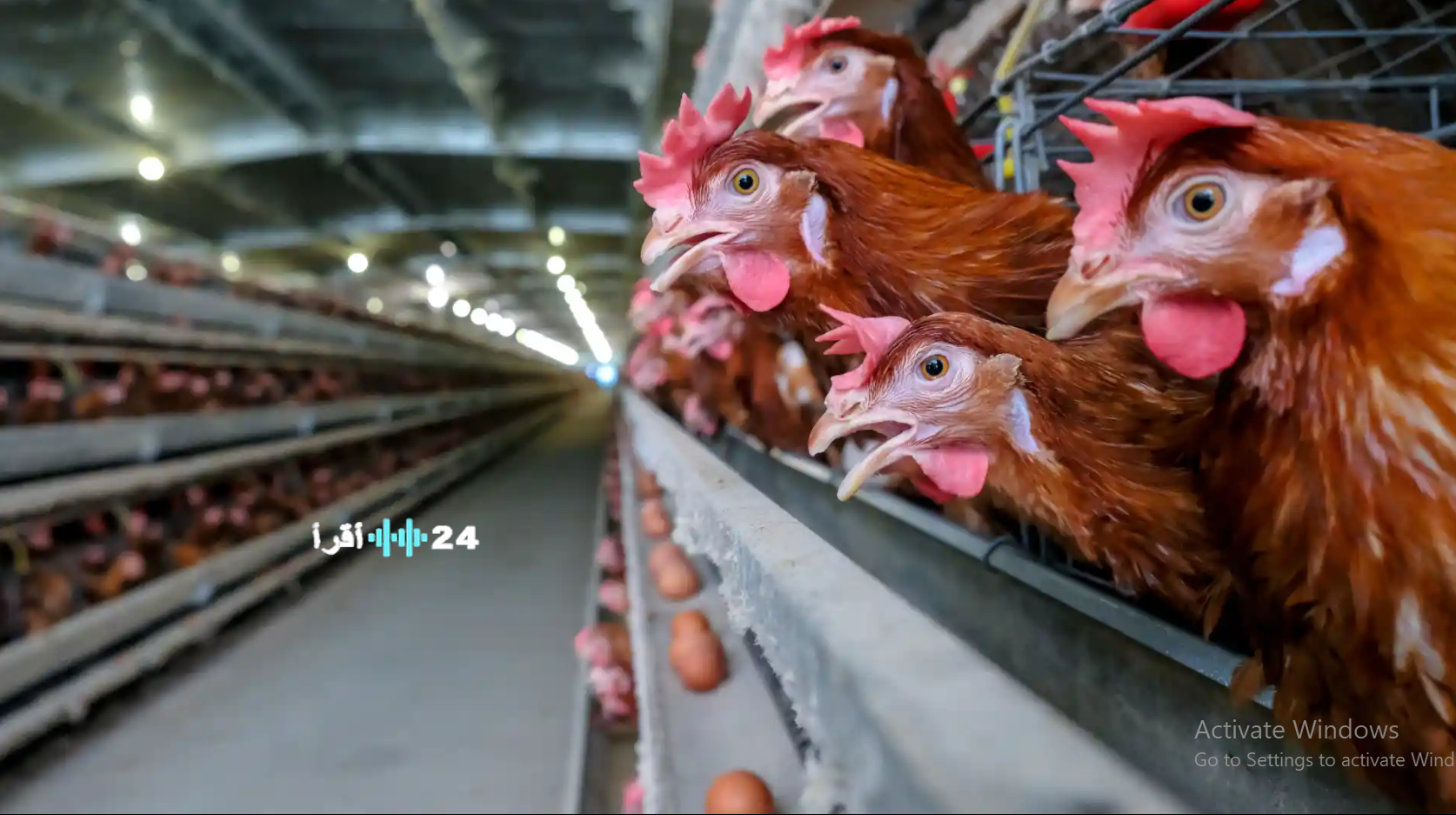 أسعار الدواجن في مصر تسجل ارتفاعًا بنسبة 15% في أربعة أيام فقط
