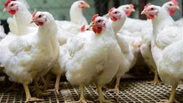 سعر كيلوغرام الفراخ البيضاء في الأسواق المحلية بتاريخ 1 فبراير 2026