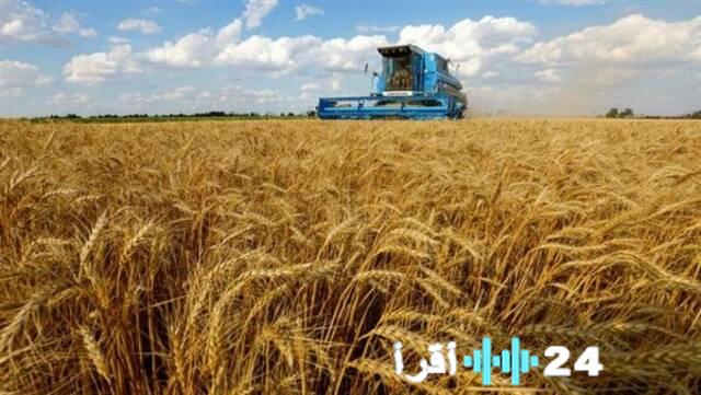 مصر تستهدف إنتاج 11 مليون طن قمح بالموسم الزراعي الجاري