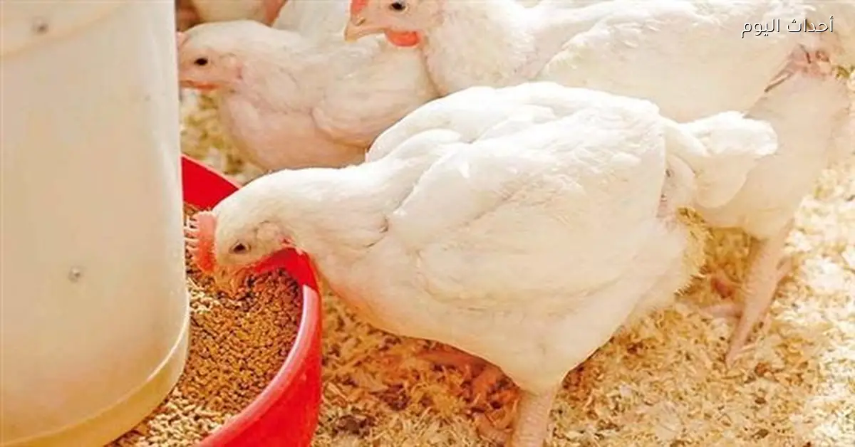 «أسعار كيلو الفراخ البيضاء تسجل تغيرات جديدة في بورصة الدواجن اليوم»