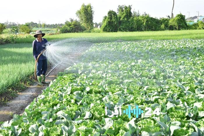 مشغولون بتحضير المحاصيل للاحتفال بعيد رأس السنة القمرية تيـت