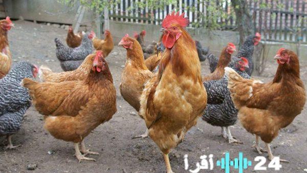 «.» تصريحات مرتقبة تحدد مصير أسعار الدواجن وتوضح حقيقة وصول الكيلو إلى 110 جنيهات مع اقتراب شهر الصوم