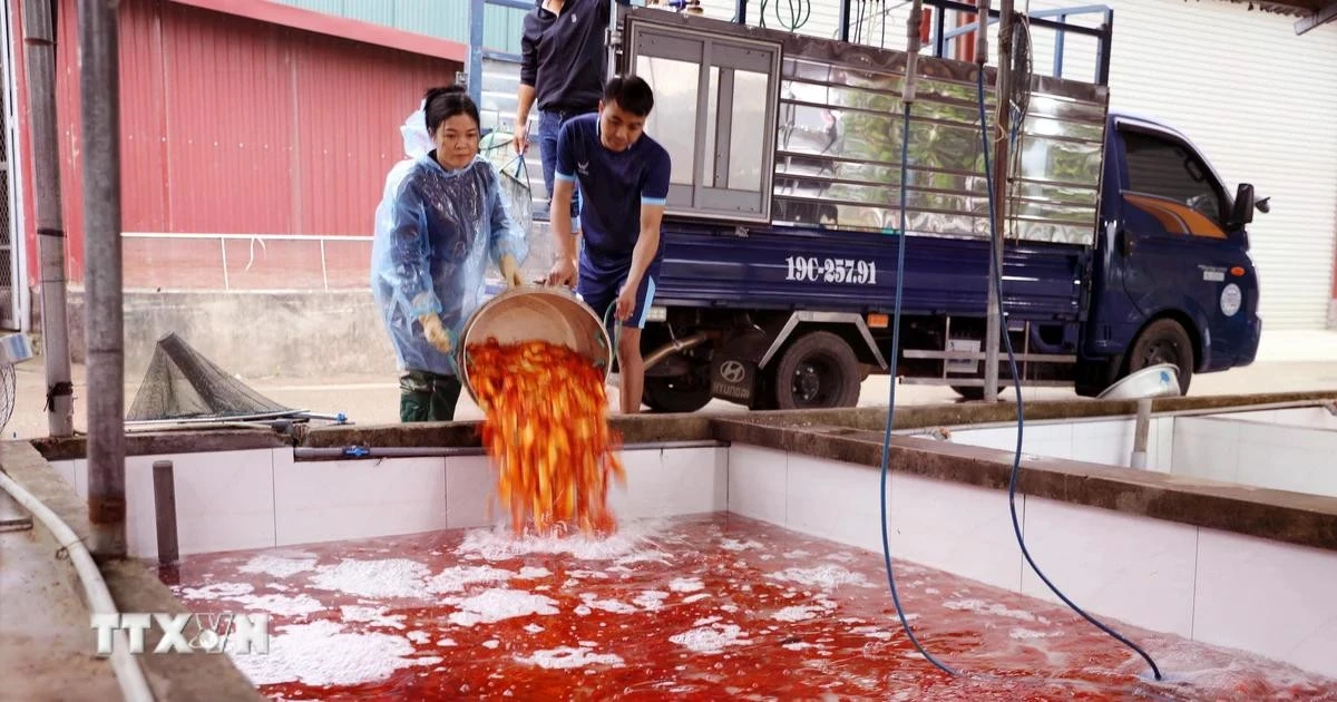 نشاط كبير في قرية سمك الشبوط الأحمر في ثوي ترام خلال مهرجان أونغ كونغ أونغ تاو إله المطبخ