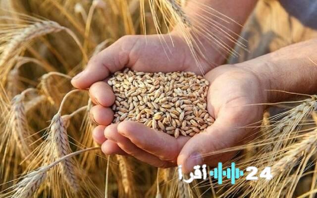 جدل برلماني في مصر يطالب بإيضاحات حول استيراد القمح بأسعار أعلى من العالمي