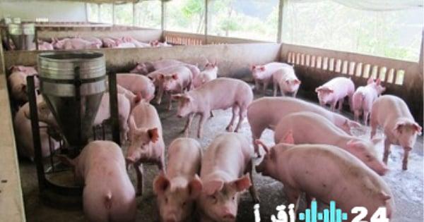 «استقرار أسعار لحم الخنزير اليوم 8 فبراير 2026»