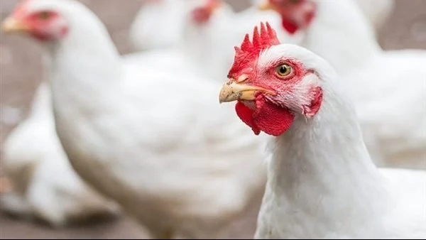 «آخر التطورات» تعرف على القيمة الشرائية للدجاج بسوق الجملة والتجزئة لهذا الأحد 8 فبراير 2026