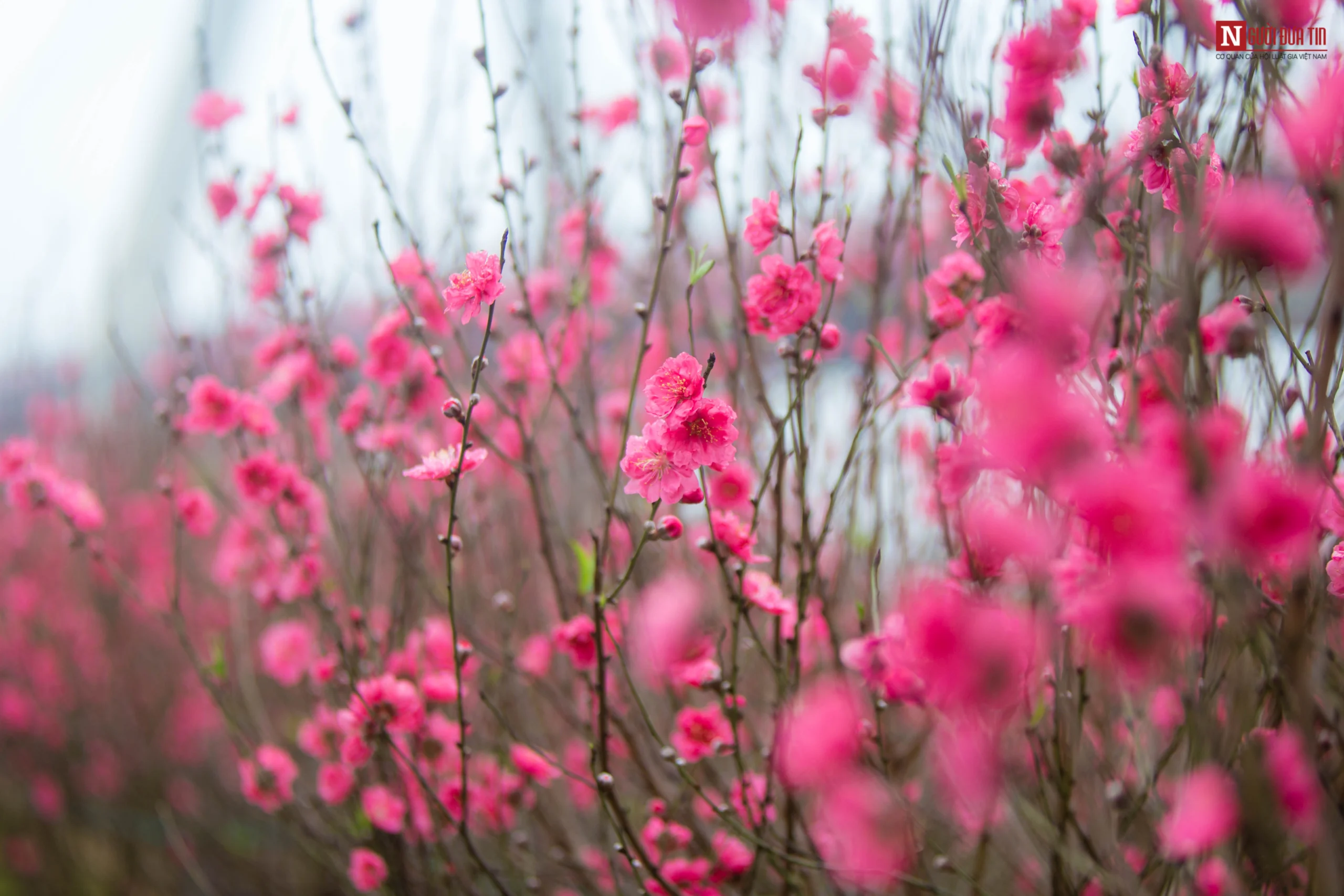احتفالات مبهجة في موسم تفتح أزهار الكرز