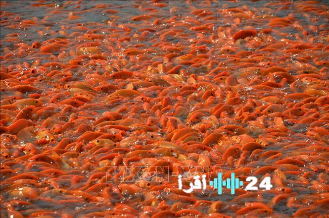 مدينة دونغ ناي تشهد حيوية كبيرة قبل مهرجان إله المطبخ وإله الموقد مع استعدادات تربية سمك الكارب الأحمر