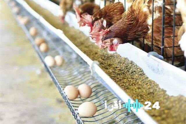 الأسواق المصرية اليوم الاثنين تشهد ارتفاعاً للدواجن وتراجعاً للحوم