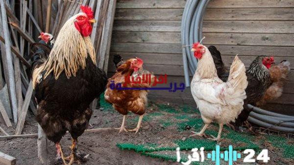 «نبض البورصة» مستجدات أسعار الدواجن في البورصة مع إغلاق تعاملات الإثنين 9 فبراير 2026