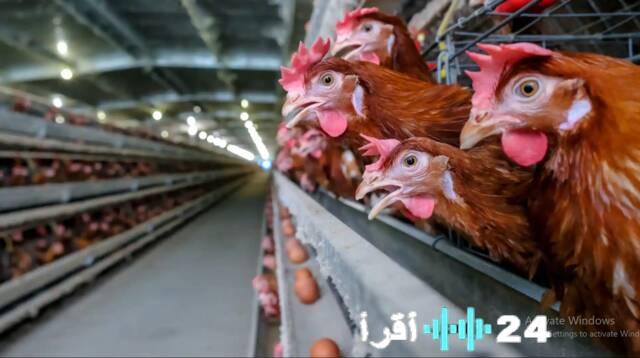 منتجو الدواجن يتعهدون باستعادة الأسعار طبيعتها مع مطلع أول أسبوع في رمضان