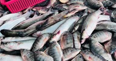 أسعار الأسماك في كفر الشيخ تسجل ارتفاعًا قياسيًا مع بلوغ سعر كيلو البلطي مستويات غير مسبوقة