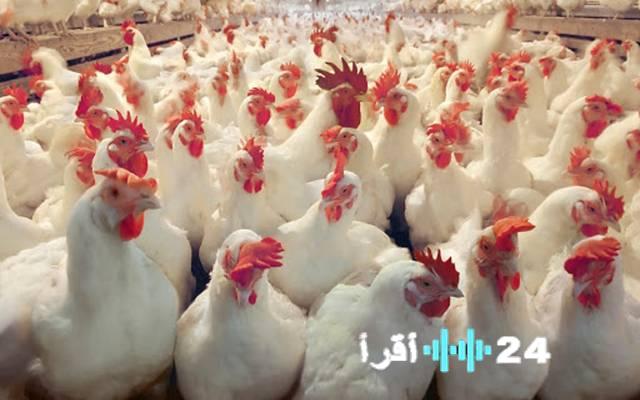 ارتفاع قياسي 35% باستهلاك الدواجن قبيل رمضان قطاع الصناعة يراقب الأسعار وفق ديناميكية السوق