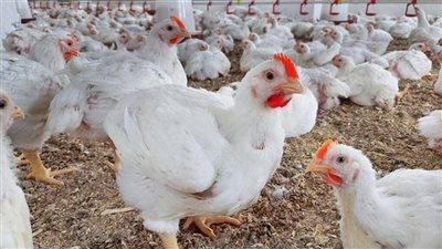 أسعار الفراخ البيضاء والبلدي في القاهرة تسجل 133 جنيهاً اليوم