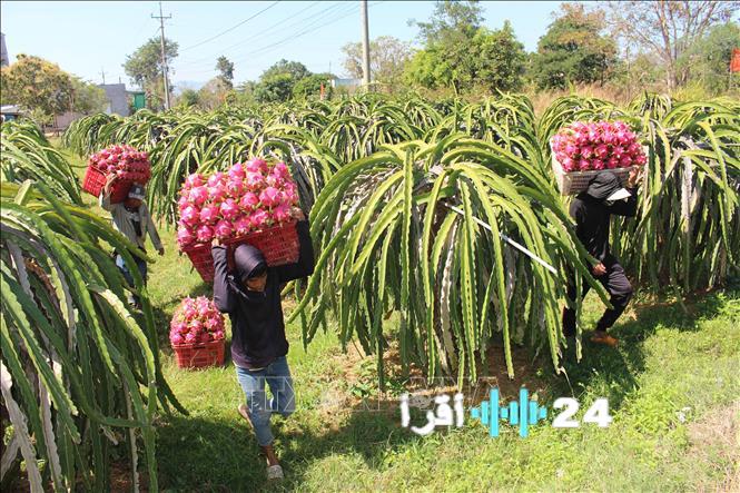 «أسعار فاكهة التنين تسجل انخفاضًا ملحوظًا خارج موسمها»