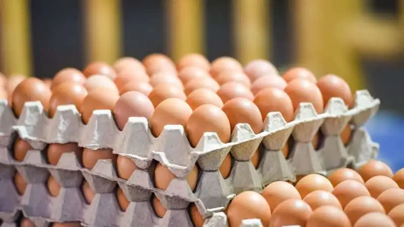 «أسعار البيض تتصدر السوق اليوم الثلاثاء 10 فبراير 2026»