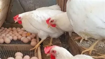 «عين على الأسعار» استجابة سريعة في سوق الدواجن ليوم رمضان الثاني وسط طلب متزايد وثبات ملحوظ