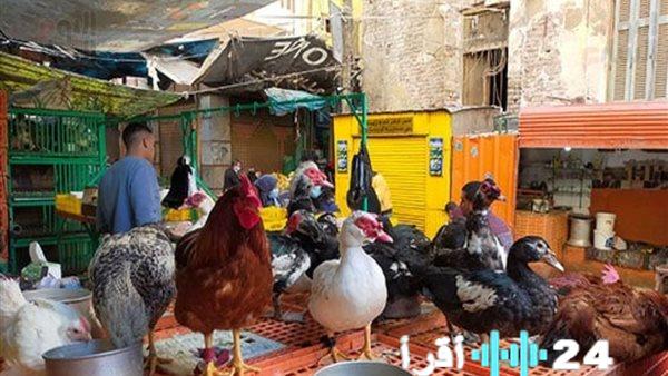 «خبر عاجل» تقلبات حادة بسوق الدواجن اليوم الأبيض يسجل 98 جنيهاً والبلدي يتهاوى