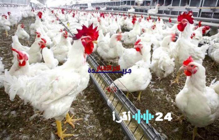 أسعار الفراخ تتأثر بموجة الارتفاعات في السوق اليوم الخميس 12 فبراير 2026