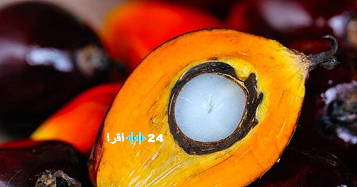 «تراجع أسعار زيت النخيل العالمية للأسبوع الثاني لتبلغ 4008 رينغيت للطن»