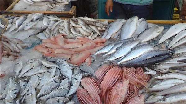 استقرار أسعار الأسماك في أسواق البحيرة اليوم