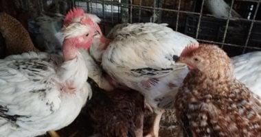 «بوصلة المستهلك» حركة بيع الدواجن وتوقعاتها في الغربية السبت 14 فبراير 2026