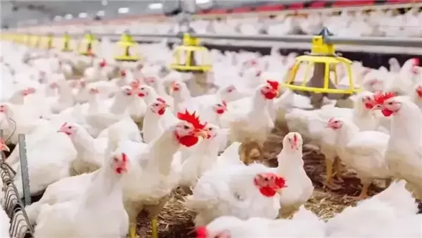 «متابعة حصرية لأسواق الغذاء» كشف تفصيلي لتحركات أسعار الدواجن البيضاء من المزرعة إلى المائدة في الرابع عشر من فبراير 2026