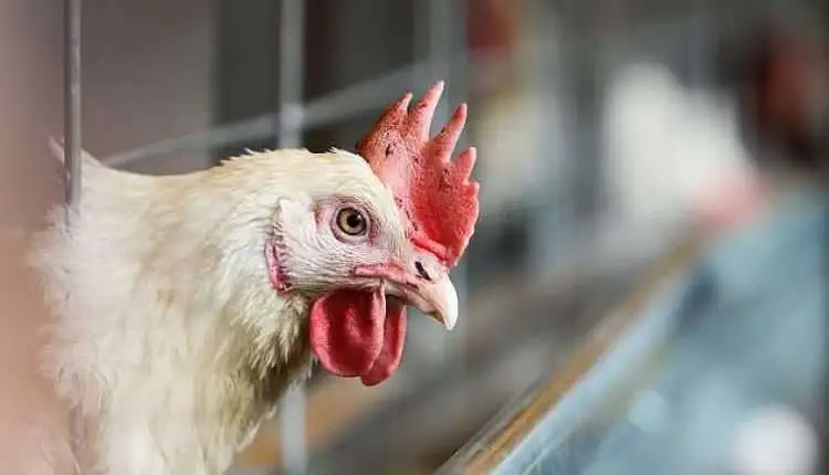 «قفزة غير متوقعة في أسعار الدواجن» رئيس شعبة الدواجن يكشف أسباب الارتفاع ومتى يتوقع انخفاض الأسعار