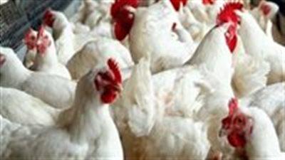 «تفاصيل غير متوقعة» أسعار الفراخ بالصعيد اليوم الأحد تغييرات جوهرية للبلدي والعتاقي