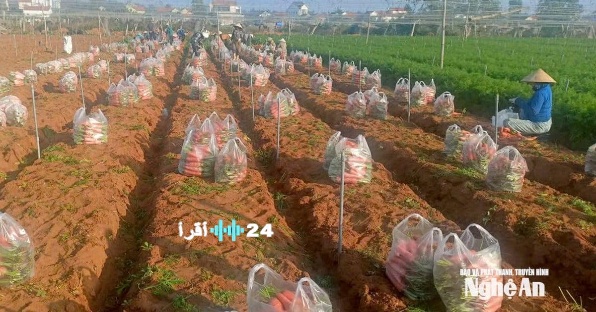 «مزارعو نغي آن يحتفلون بقدوم الربيع المبكر مع ارتفاع أسعار الجزر»