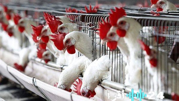 قفزات غير مسبوقة في أسعار الدواجن بمصر تأثيرات وعوامل وراء هذا الارتفاع المفاجئ