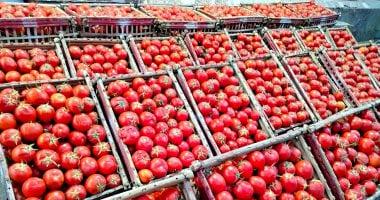 أسعار الخضار في أسواق القليوبية اليوم الأحد 15 فبراير 2026 بما في ذلك الطماطم
