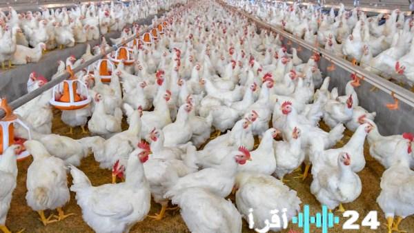 تحديث أسعار الدواجن والبانيه في الأسواق اليوم قبل الشراء