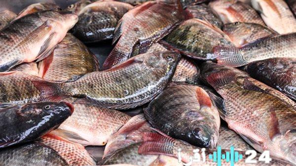 أسعار السمك اليوم 16 فبراير 2026 في سوق العبور والأسواق المحلية