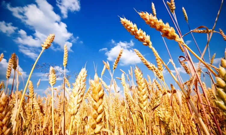 «خطط جديدة لتحقيق الاكتفاء الذاتي من القمح خلال 18 شهرًا»