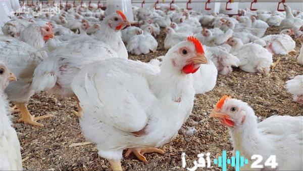 «تحديث يهم كل مائدة» أحدث الأرقام لبورصة الدواجن وبيض المائدة يوم الثلاثاء 17 فبراير 2026