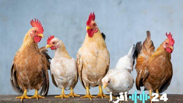 «تغطية خاصة» بورصة الدواجن يوم الأربعاء 18 فبراير 2026 أرقام جديدة تهم المستهلك والمربّي