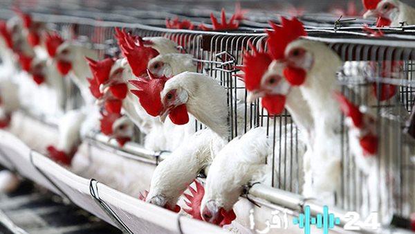 «تخفيف الأعباء» الأسواق تشهد انكسارًا في موجة أسعار الدواجن قبيل حلول رمضان
