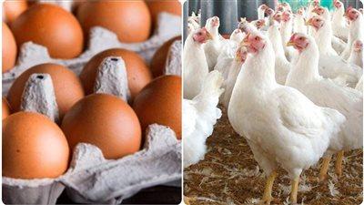 أسعار الدواجن والبيض تشهد تغيرات مفاجئة اليوم